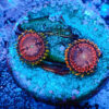 TC Zoanthus Koala Eye