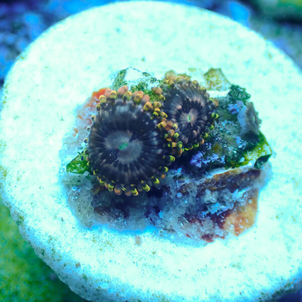 TC Zoanthus Koala Eye - Imagen 2