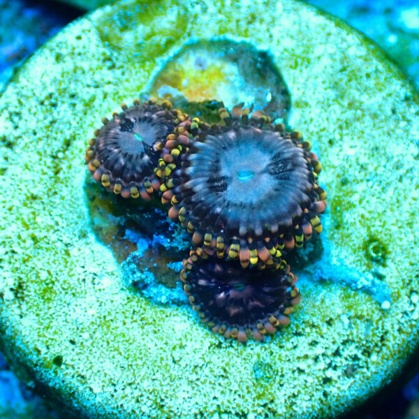 TC Zoanthus Koala Eye - Imagen 2