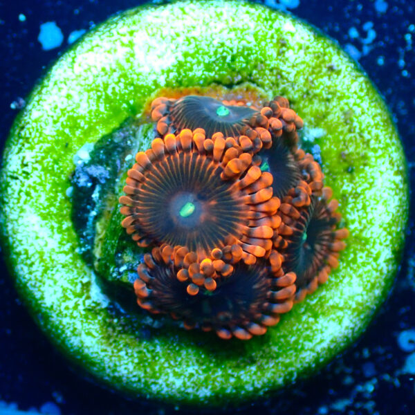 TC Zoanthus X Men - Imagen 2