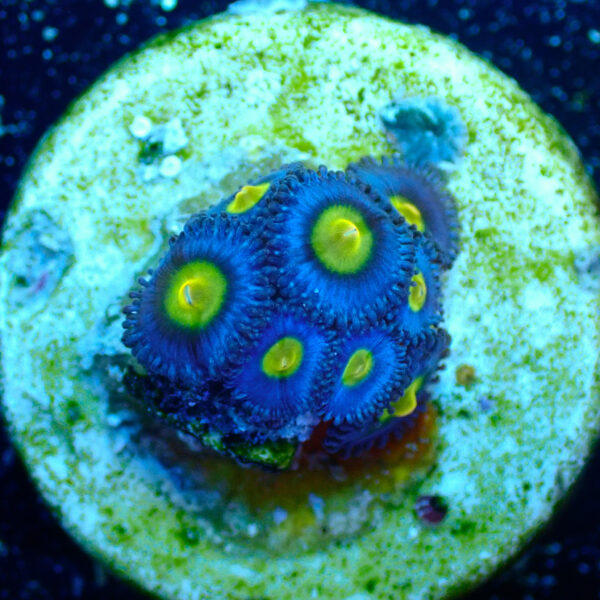 TC Zoanthus AOI - Imagen 2