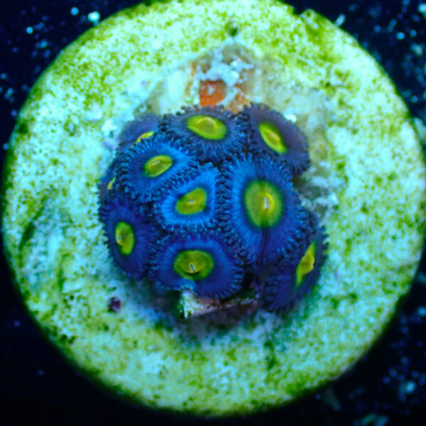 TC Zoanthus AOI - Imagen 2