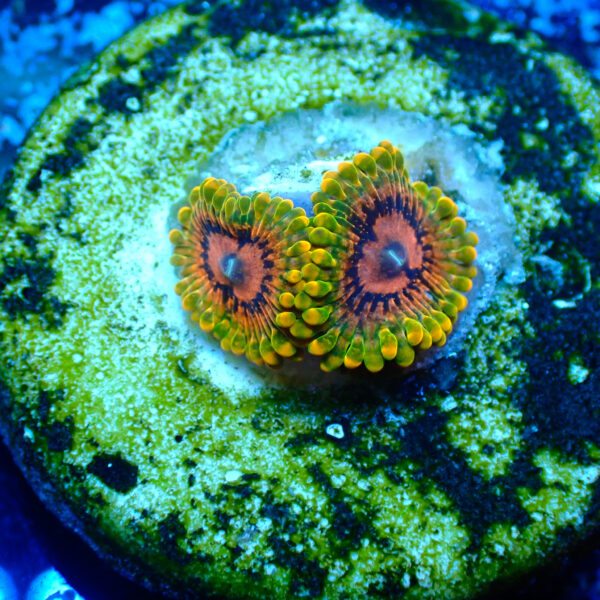 TC Zoanthus Grand Master Krakatoa - Imagen 2