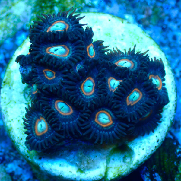 TC Zoanthus U.F.O. - Imagen 2