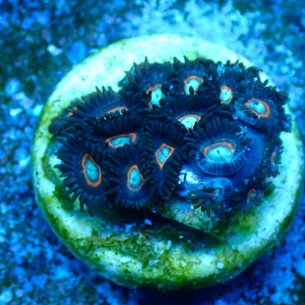 TC Zoanthus U.F.O. - Imagen 2