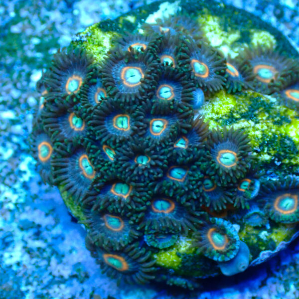 TC Zoanthus U.F.O. - Imagen 2