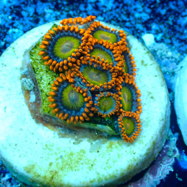 TC Zoanthus Orange Mandarin - Imagen 2