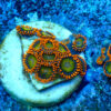 TC Zoanthus Orange Mandarin - Imagen 2