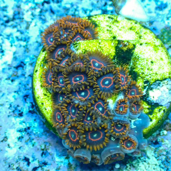 TC Zoanthus Red Hornets - Imagen 2