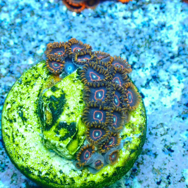 TC Zoanthus Red Hornets - Imagen 2