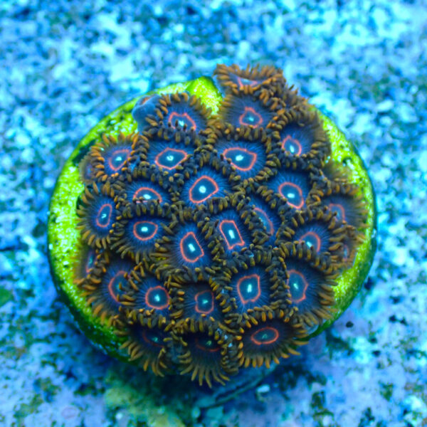 TC Zoanthus Red Hornets - Imagen 2