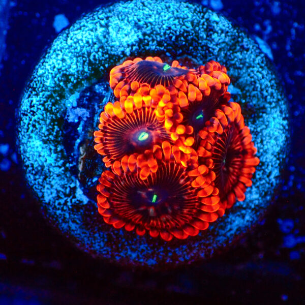 TC Zoanthus X Men