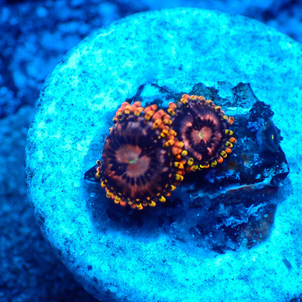 TC Zoanthus Koala Eye