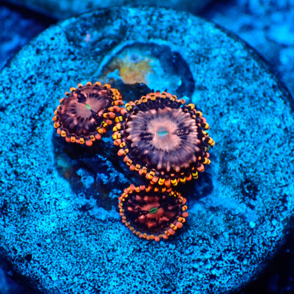 TC Zoanthus Koala Eye