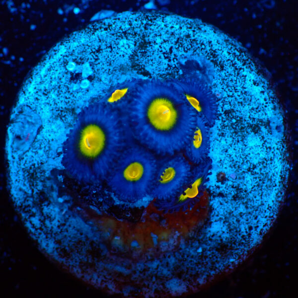 TC Zoanthus AOI