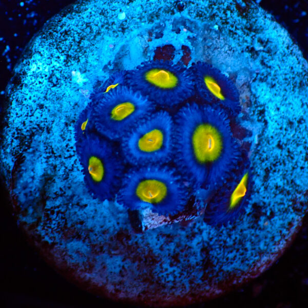 TC Zoanthus AOI