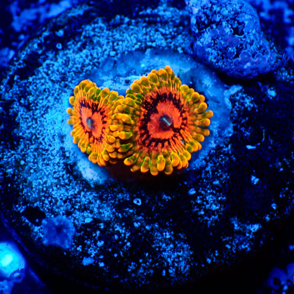 TC Zoanthus Grand Master Krakatoa