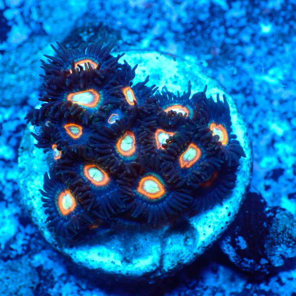 TC Zoanthus U.F.O.