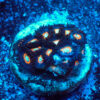 TC Zoanthus U.F.O.