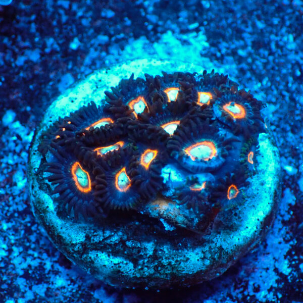 TC Zoanthus U.F.O.