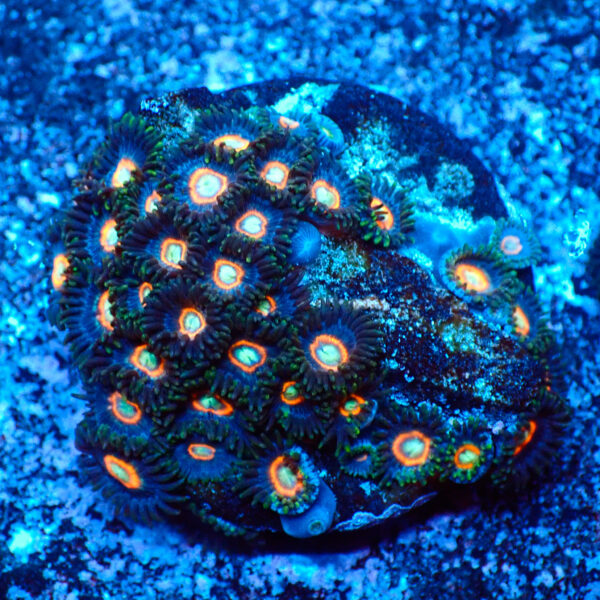 TC Zoanthus U.F.O.