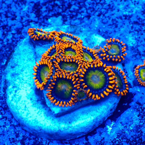 TC Zoanthus Orange Mandarin