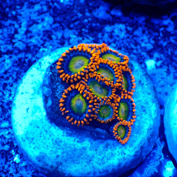 TC Zoanthus Orange Mandarin