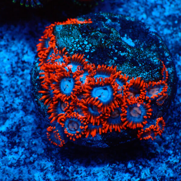 TC Zoanthus Super Mario