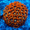 Tc Zoanthus Rainbow Hornets colonia