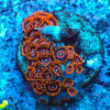 TC Zoanthus Red Hornets