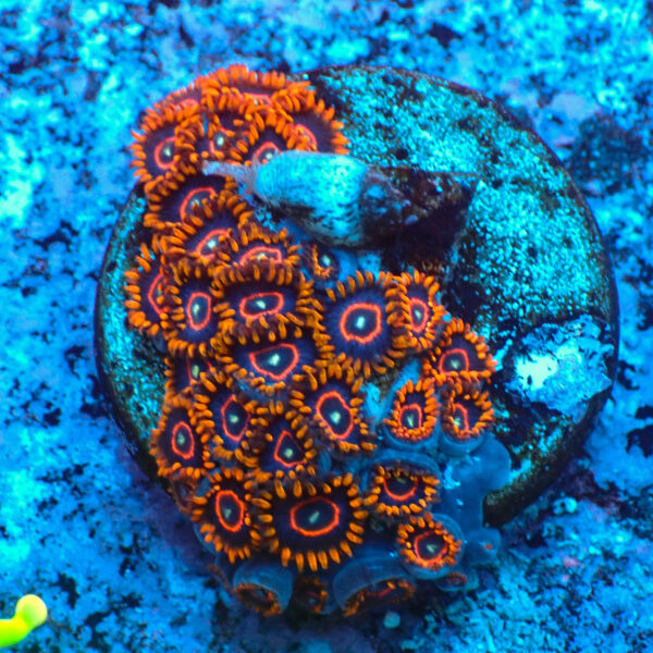TC Zoanthus Red Hornets