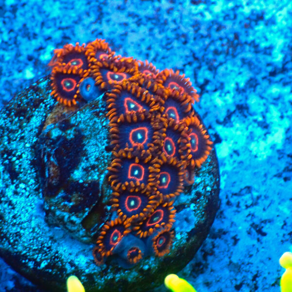 TC Zoanthus Red Hornets