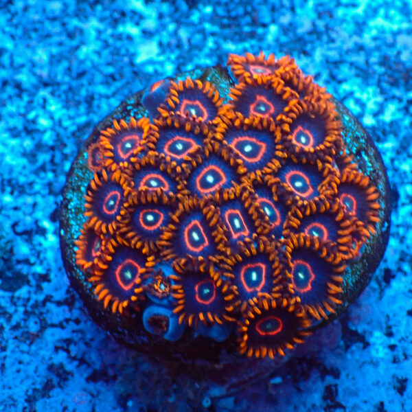 TC Zoanthus Red Hornets