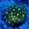 TC Zoanthus Stargazer colonia