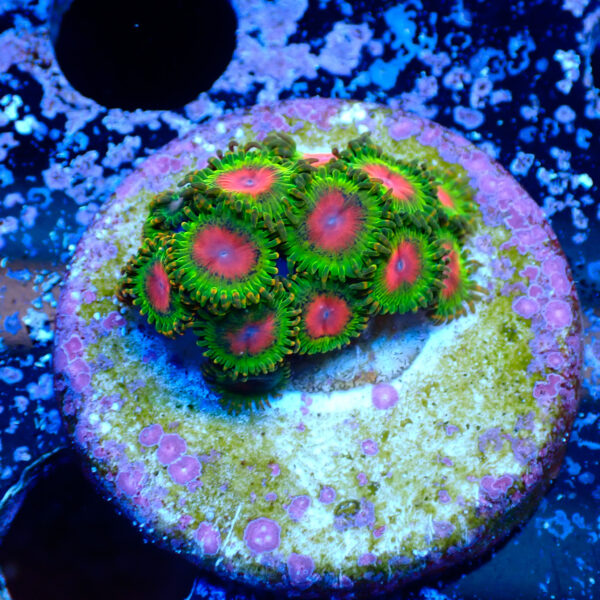 TC Zoanthus Awesome Blossom - Imagen 2