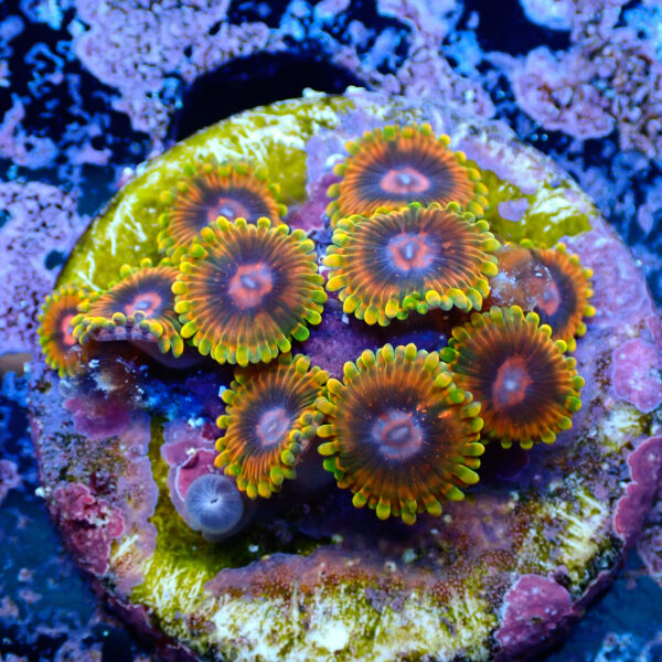 TC Zoanthus Mindtrick - Imagen 2