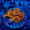 TC Zoanthus Mindtrick