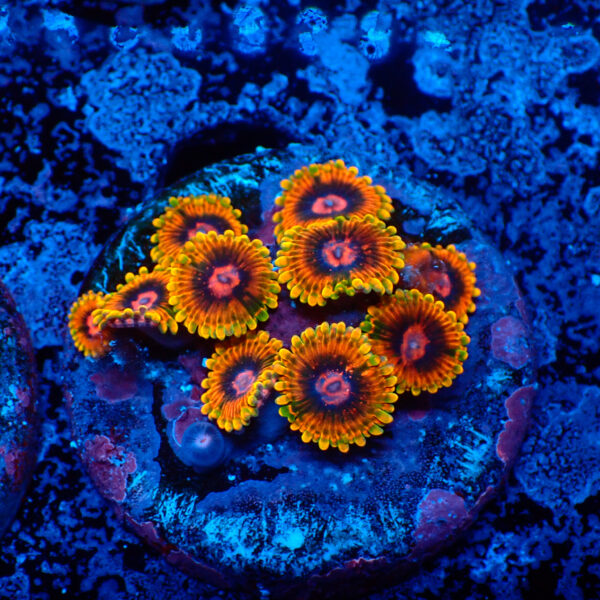 TC Zoanthus Mindtrick