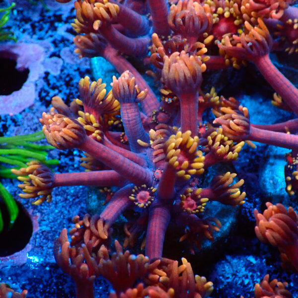 TC Goniopora Diablo