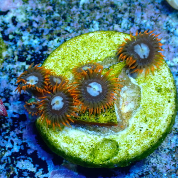 TC Zoanthus Fire & Ice - Imagen 2