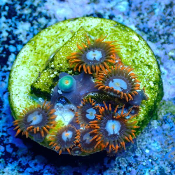 TC Zoanthus Fire & Ice - Imagen 2