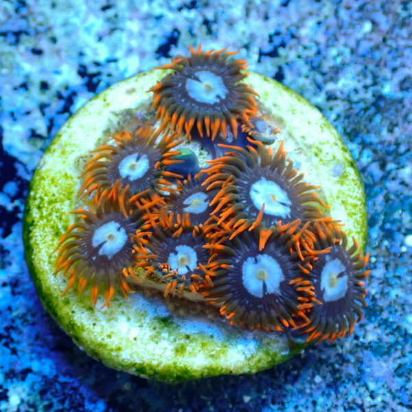 TC Zoanthus Fire & Ice - Imagen 2