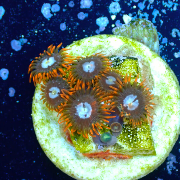 TC Zoanthus Fire & Ice - Imagen 2