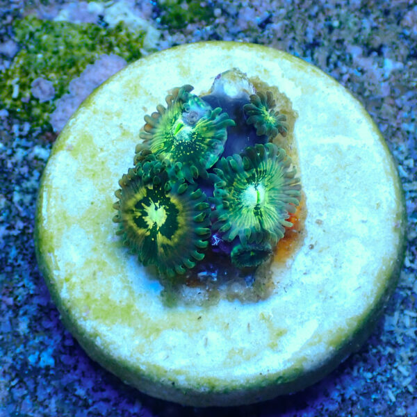 TC Zoanthus Hawaian People Eater - Imagen 2