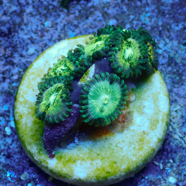 TC Zoanthus Hawaian People Eater - Imagen 2