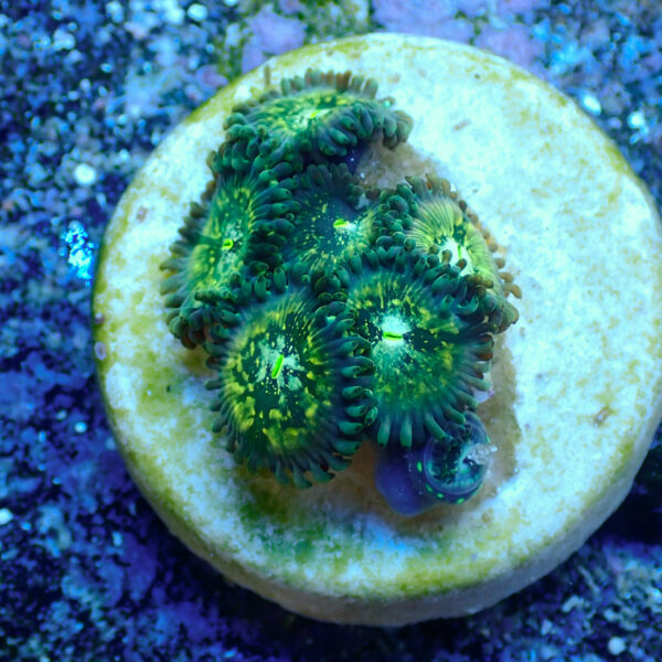 TC Zoanthus Hawaian People Eater - Imagen 2