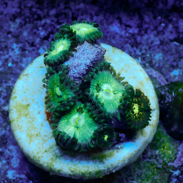 TC Zoanthus Hawaian People Eater - Imagen 2