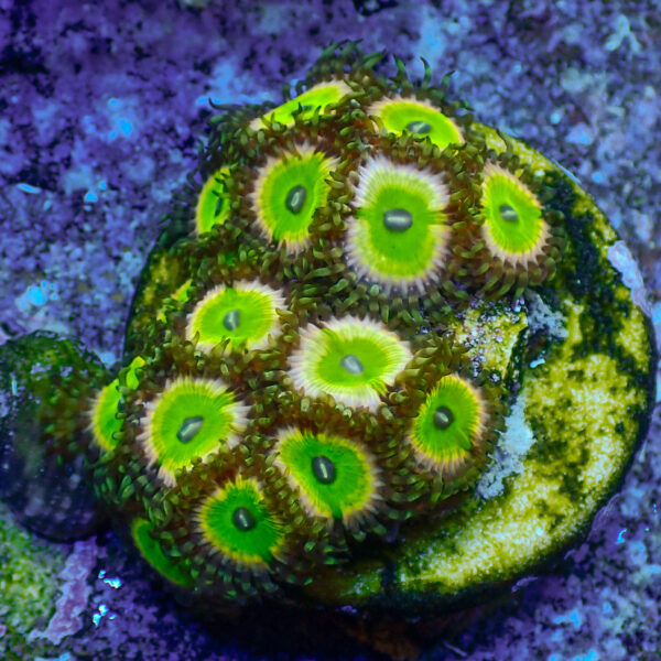 TC Zoanthus Candy Apple Pink Mini colonia - Imagen 2