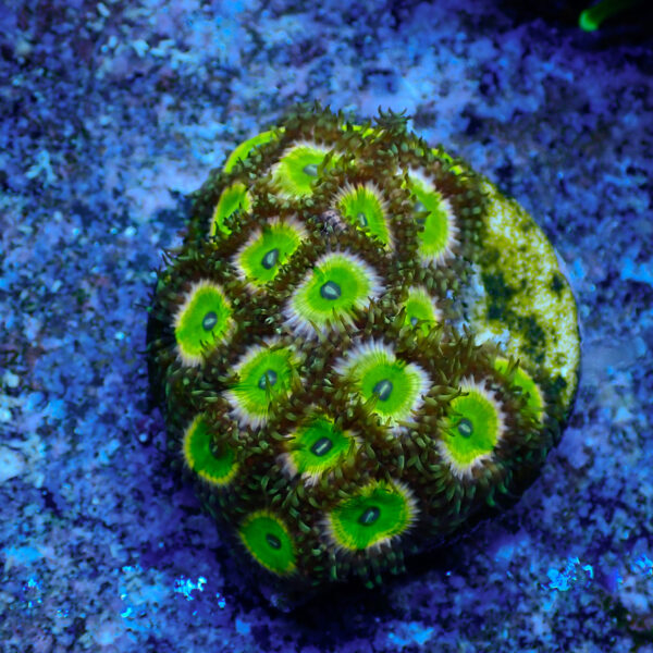 TC Zoanthus Candy Apple Pink Mini Colonia - Imagen 2