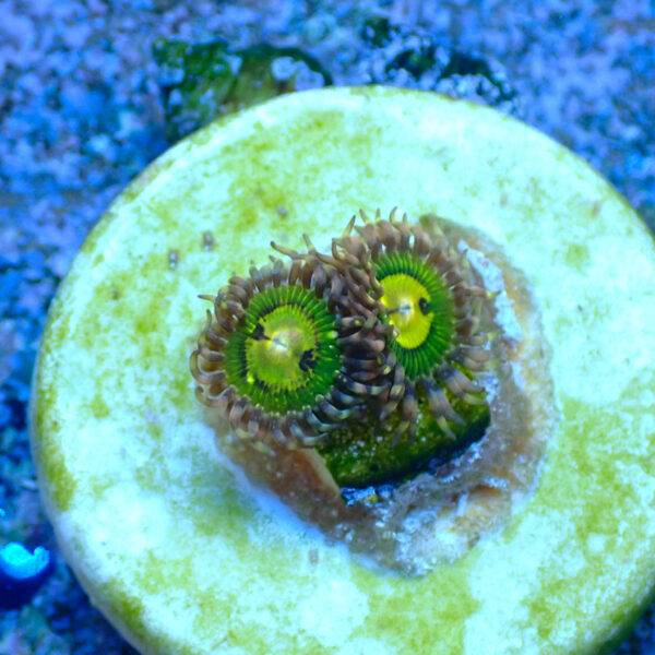 TC Zoanthus Buttkisser - Imagen 2